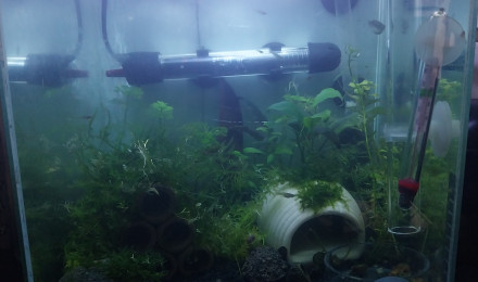 aquarium Le monde de Birdo