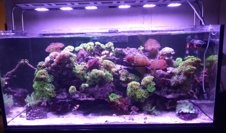 aquarium Reef 65