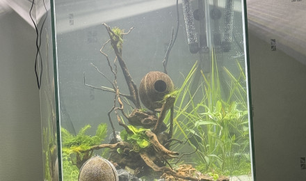 aquarium 1er aquarium