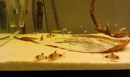 aquarium aqua-biotope