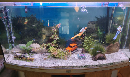 aquarium Mix salle a manger