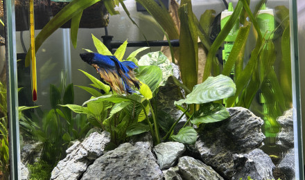 aquarium Aquatlantis 31 Yuki