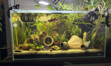 aquarium Tank AQUAEL 60 Kiwi betta giant plakat koi