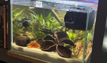 aquarium ZOLUX betta rek 24