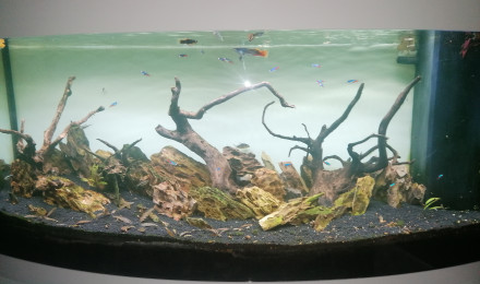 aquarium Shinrin no kodama