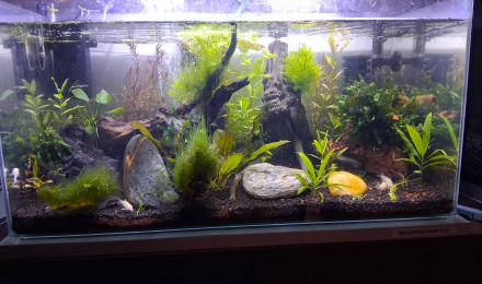 aquarium Petit 60l pour met neocaridina green hulk