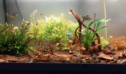 aquarium bac asie du sud est  240 litres