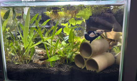 aquarium ZOLUX betta rek 24 Poutine betta HMPK marble blue panda