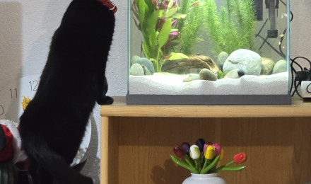 aquarium Betta Aquarium