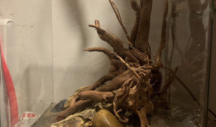 aquarium Bettas sauvages