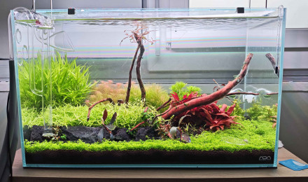 aquarium aquascape hollandai