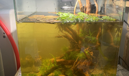 aquarium Bettas sauvages