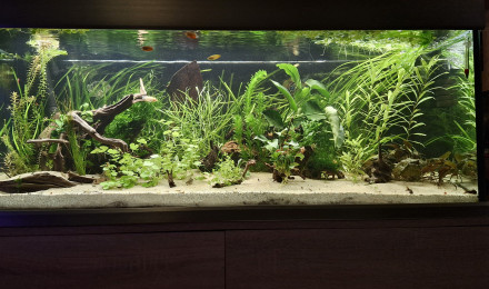 aquarium Proxima 325