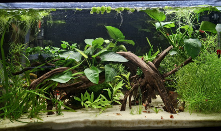 aquarium Eheim 120l pygmeus