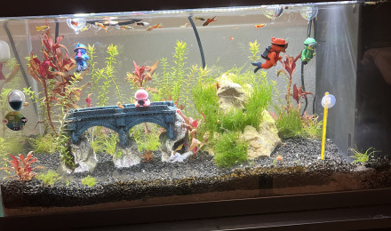 aquarium Endler 60l