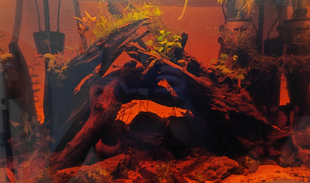 aquarium Blackwater bac