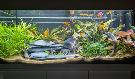 aquarium JUWEL RIO180 ENTREE