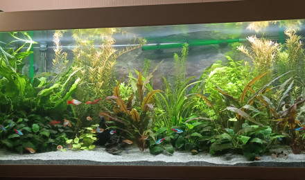 aquarium Mon premier aqua