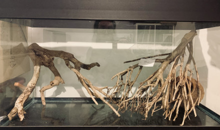 aquarium Biotope Orénoque