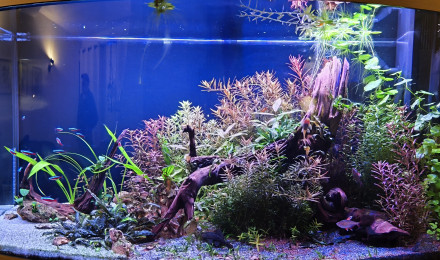 aquarium Juwel Vision 180