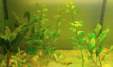 aquarium 40l GuppY bac 1