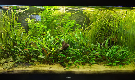 aquarium Bac 360L Biotope Asie