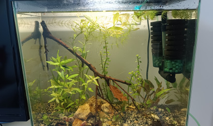 aquarium Le ptit bac à crevettes