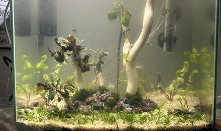 aquarium Projet 2        17 litres