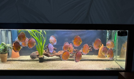 aquarium Biotope Amazonien