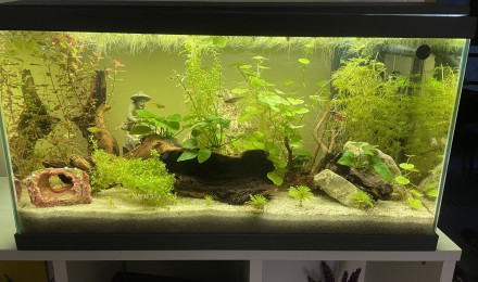 aquarium 48L