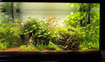 aquarium 200l communautaire