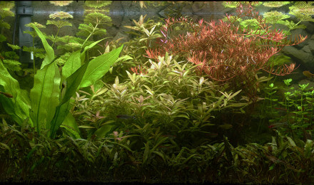 aquarium Aquarium communautaire  de 150 litres nets 200 bruts