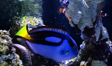 aquarium Récifal 600l