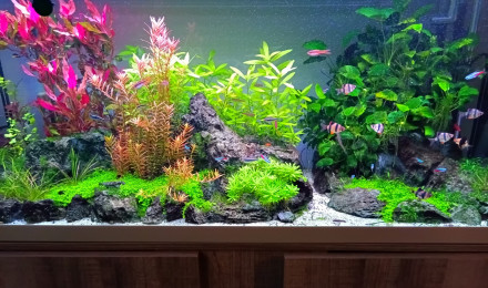 aquarium Aqua 240