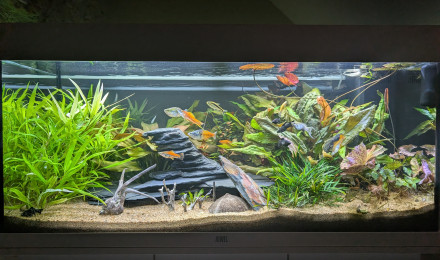 aquarium JUWEL RIO180 ENTREE