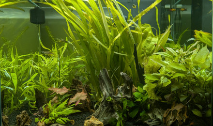 aquarium CIANO EMOTION PRO 60