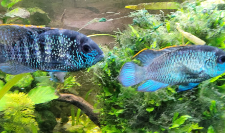 aquarium Acaras