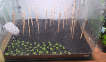 aquarium 70l hollandais