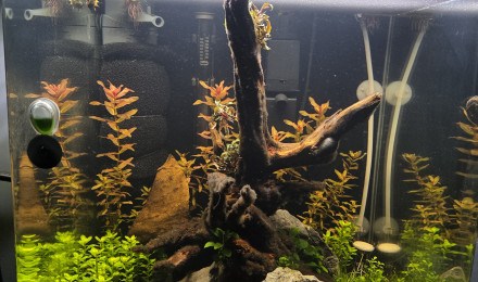 aquarium Nano 60L