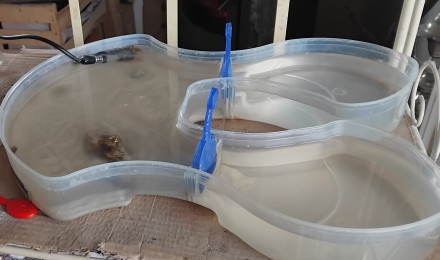 aquarium Triops longicaudatus