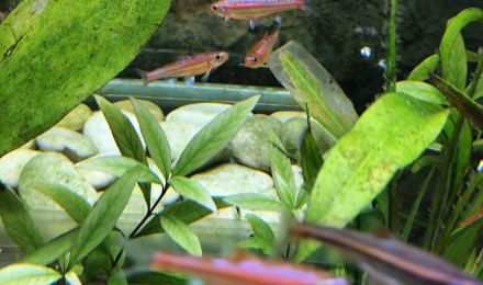 aquarium Notropis Chrosomus