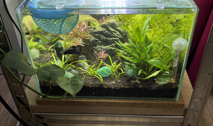 aquarium ZOLUX betta rek 24 Sushi betta plakat samurai