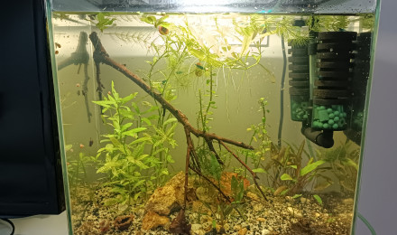 aquarium Le ptit bac à crevettes