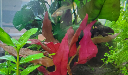 aquarium Aquarium mini