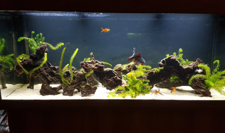 aquarium BAC450
