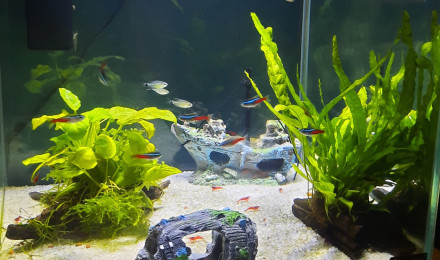 aquarium CrevetteLand