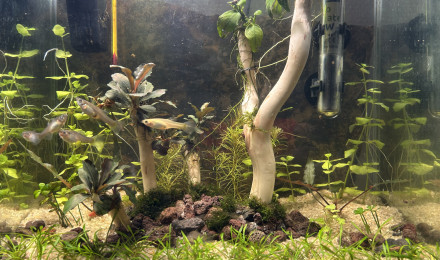 aquarium Projet 2        17 litres