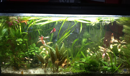 aquarium Mon premier