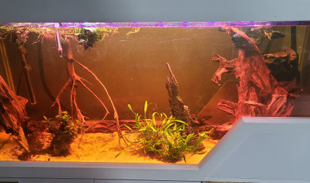 aquarium Communautaire