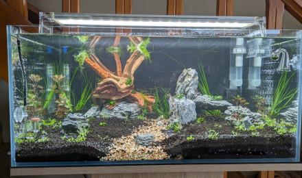 aquarium Naturel aquarium